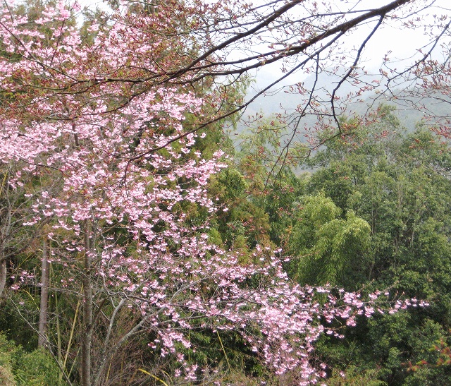 中千本で咲いていた貴重な桜