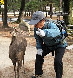 ご存じ、奈良公園の主