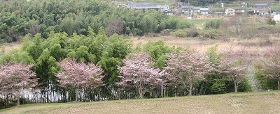 吉野川沿いの河川敷に咲く桜