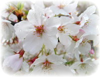 雨に濡れた満開の桜