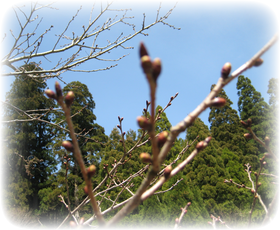 まだ蕾状態の桜の木
